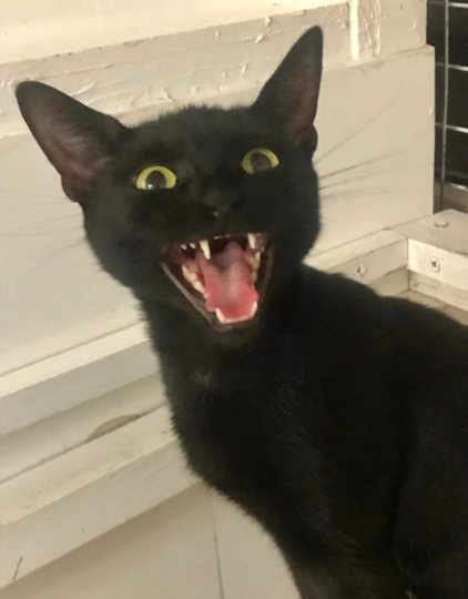 Black Cat Screaming Sticker Vinyl Gloss